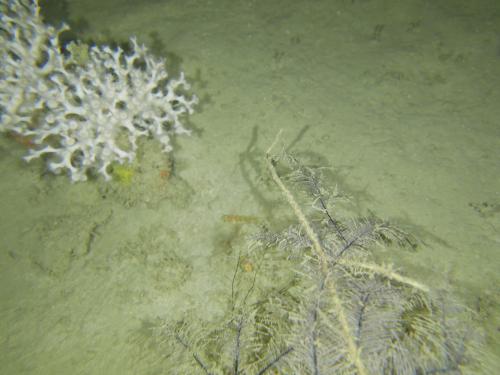 NWS2S benthic habitat still Area 2 Tow 9 Photo 3