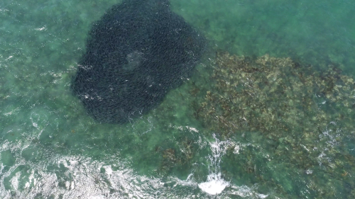 Large school of Australian salmon (Arripis truttaceus) captured in the drone footage (image: Dirk Holman).