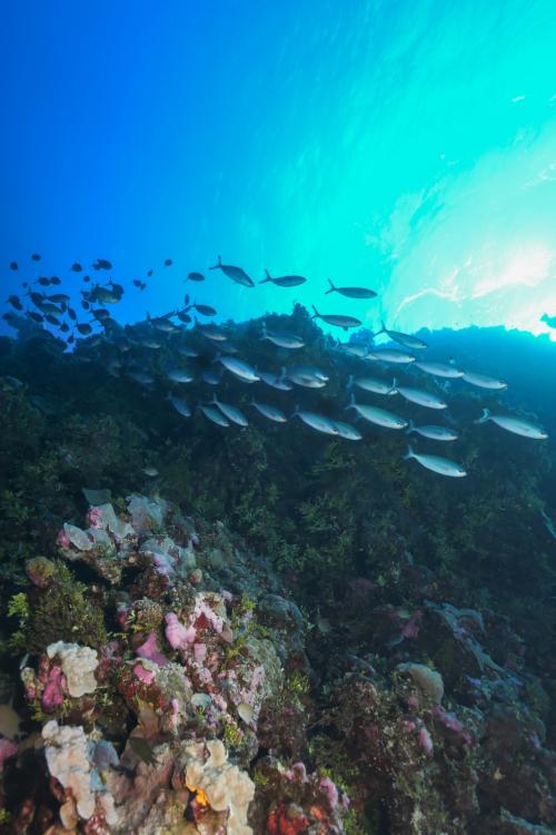 Reef crest at Magdelaine Cay