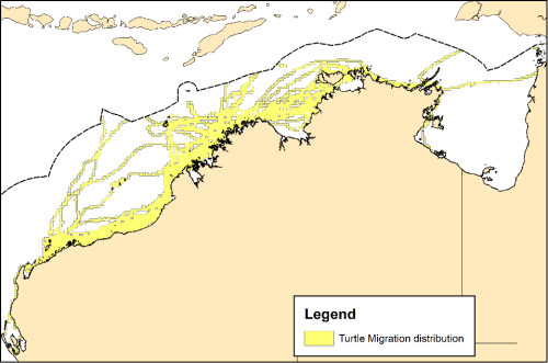 Marine turtles during migration