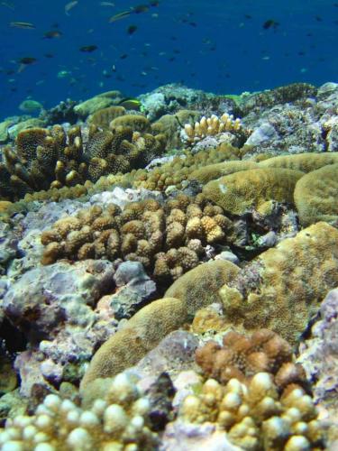 Wave-adapted outer-shelf reef
