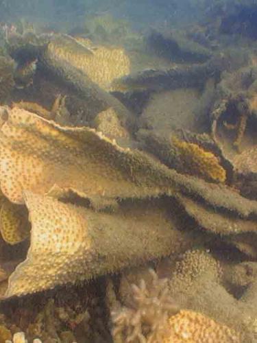 Coral breakage with living fragments