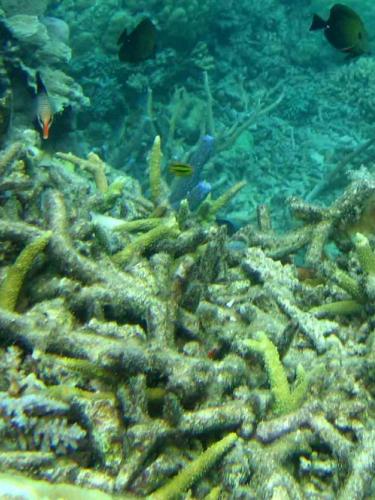 Coral breakage with living fragments