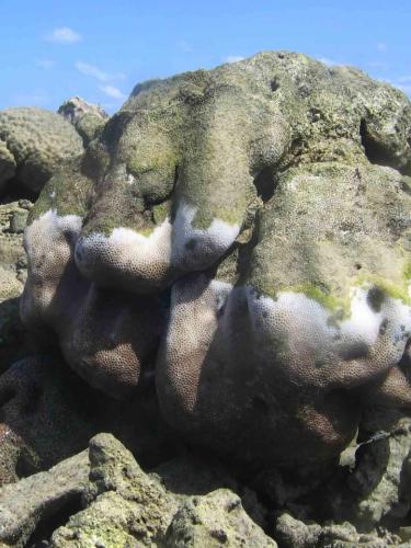 Dislodgement of massive corals