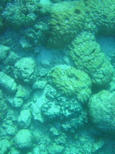 Dislodgement of massive corals