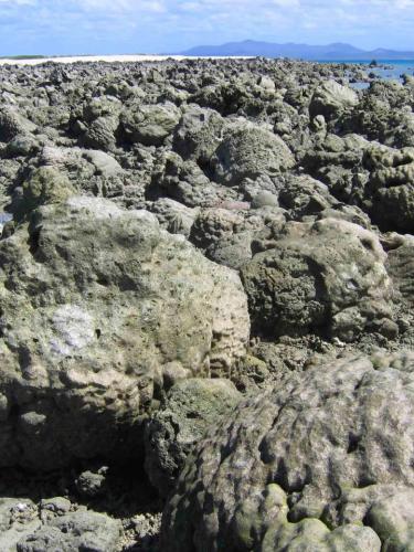 Dislodgement of massive corals