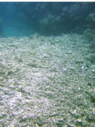 Rubble of broken coral skeleton