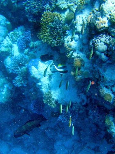 Bulk sediment movement