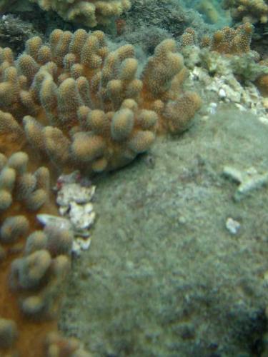 Tearing of octocorals