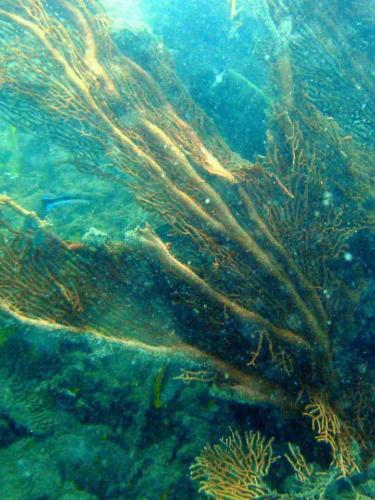 Tearing of octocorals