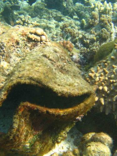 Dead giant clam