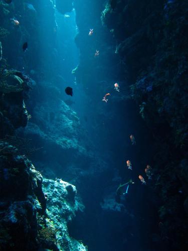Coral sea canyon