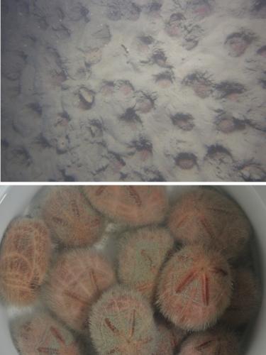 Burrowing urchins