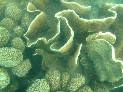 Pachyceris colony
