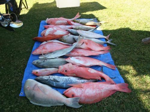 Mixed catch from deep shoals of tropical snappers, coral trout, trevallies, Tuskfish, spangled emperor  and Spanish mackerel