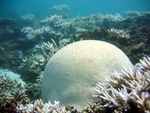 GBR - Bleached corals, 2006