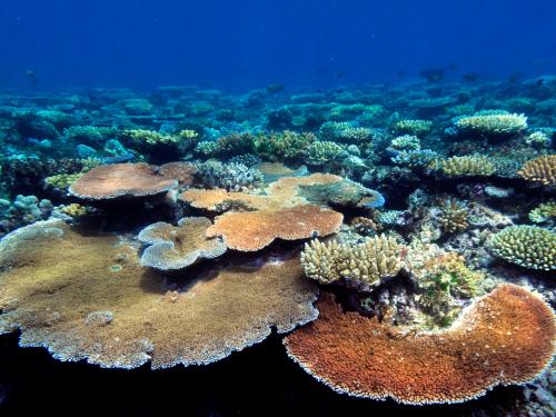 Relationship between corals and fishes on the Great Barrier Reef