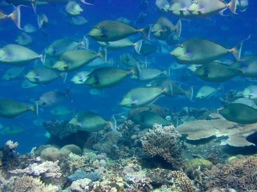 School of unicornfish (Naso unicornis)
