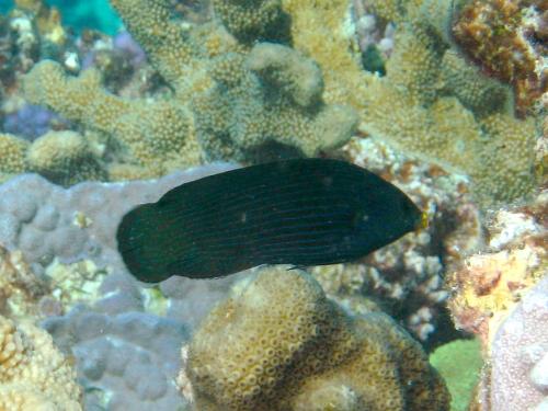 Tubelip wrasse (Labrichthys unilineatus)