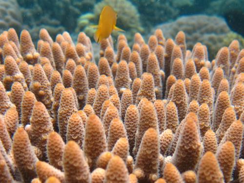 GBR Coral (Acropora millepora)