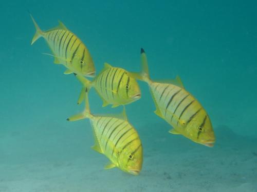 Juvenile golden trevally (Gnathanodon speciosus)