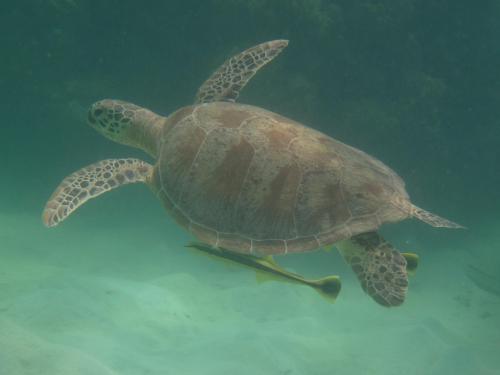 Green sea turtle (Chelonia mydas) swimming with attached remoras (Echeneis naucrates)