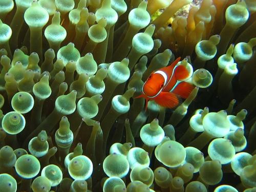 Tomato clownfish (Amphiprion frenatus) inhabiting an anemone