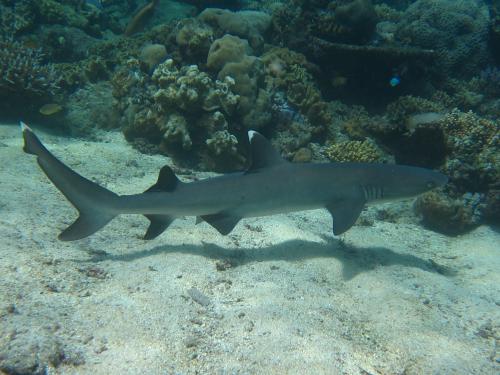 White tip reef shark (Triaenodon obesus)