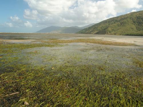 Seagrass meadows on the fringing reef flat at Archer Point