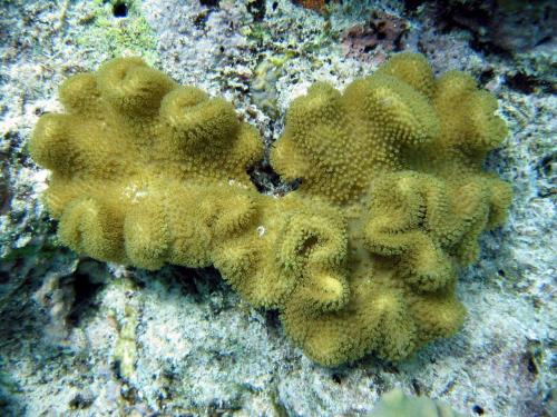 Sarcophyton