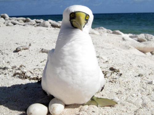 Booby