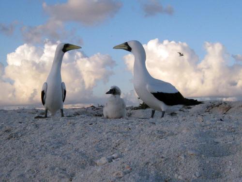 Coral sea. Masked Boobies with chick