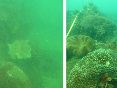 Pelican Island Site2 in 2011(left)  and 2014 (right)