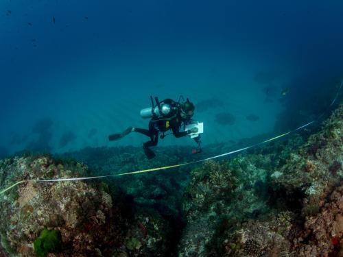 Reef Life Survey volunteer on Ruperts Reef, Lord Howe Island Marine Park
