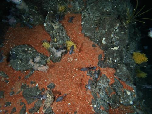Crocoite - Tasmania's mineral emblem