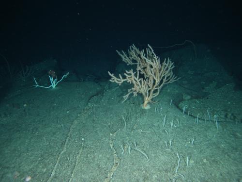 Ancient bamboo coral