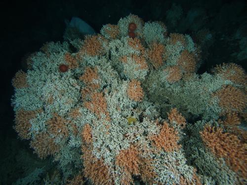 Solenosmilia variabilis