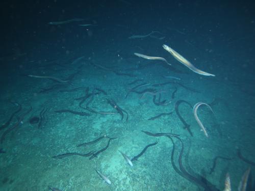 Basketwork eels