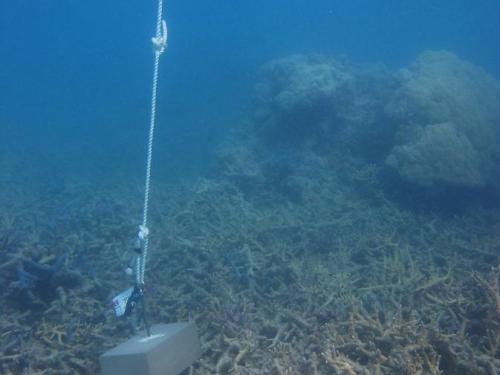 Warraber Island - Torres Strait Temperature Logger (Slope Logger: WARRABERSL1)