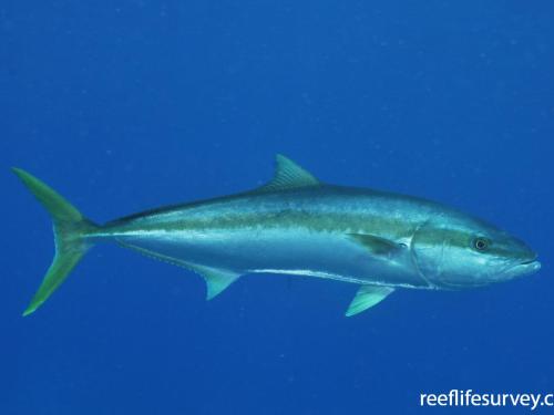 Yellow-tail Kingfish 