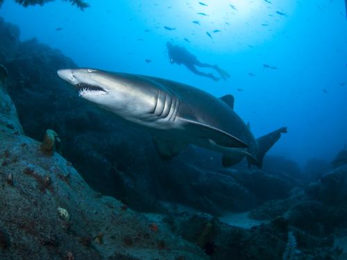 Grey nurse shark and diver off South-west Rocks