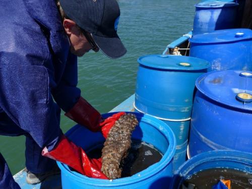 Sea cucumber 