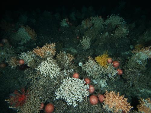 Seamounts habitats in the Huon Marine Park