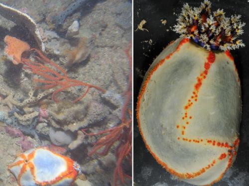 Benthic infauna