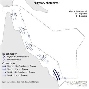Migratory shorebirds
