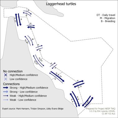 Loggerhead turtles