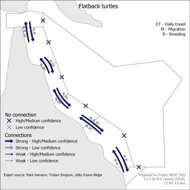 Flatback turtles