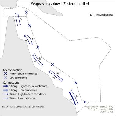 Seagrass meadows: Zostera muelleri
