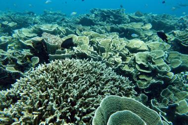 North Ashmore Reef 2016
