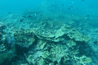 North Ashmore Reef 2017
